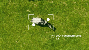 CattleEye introduces ‘Body Condition Scoring’ tech for dairy cows