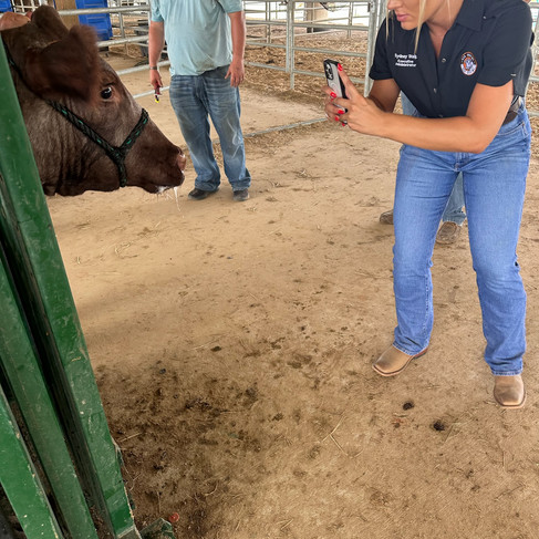 406 Bovine launches AI facial recognition software for livestock
