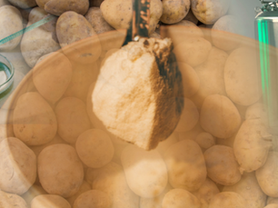 ReaGenics uses plant cell cultivation to develop high-protein potato biomass
