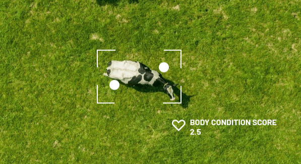 CattleEye's Body Condition Scoring tech for dairy cows