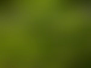 御礼と七月よりの御案内