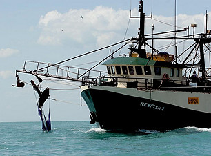 Newfish1.jpg
