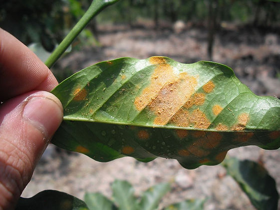 Hemileia_vastatrix_-_coffee_leaf_rust.jp