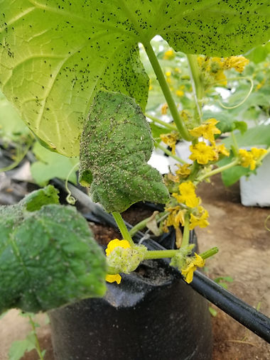 HEAVY Aphid Infestation.jpeg
