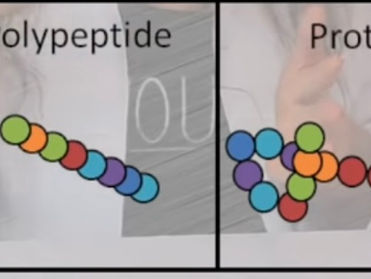Malassezia yeast! YEAST destroying HAIR FOLLICLES! DANDRUFF, BURNING , REDNESS, DRY & THINNING HAIR! 
