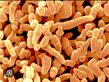 Cutibacterium acnes is the reason oil shouldn't touch the scalp!