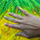 Thumbnail: Yellow and green pinaple acrylic on wood