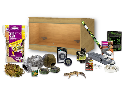 Gecko pet shop cheap