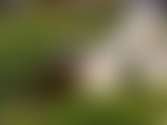 Projeto atualiza normas para circulação de cães em áreas públicas de Curitiba