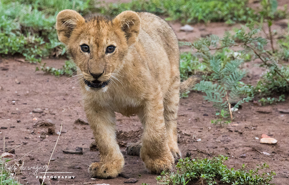 Curious lion cub