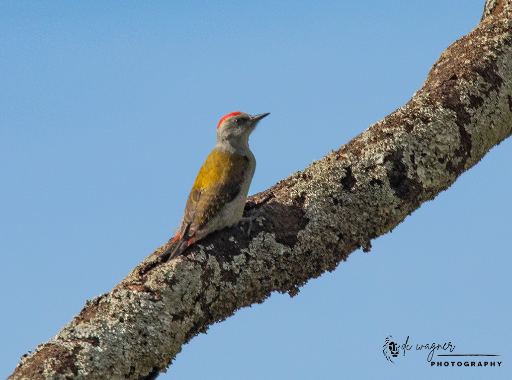 African grey woodpecker
