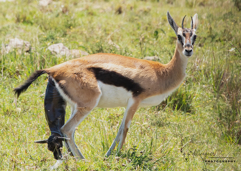 Thomsons gazelle giving birth