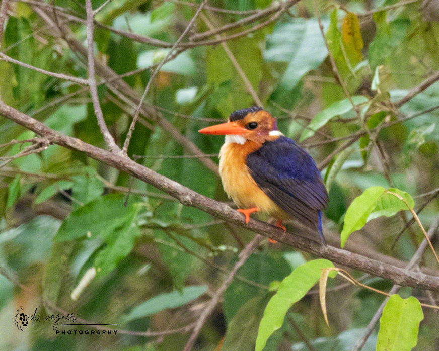Pygmy kingfisher