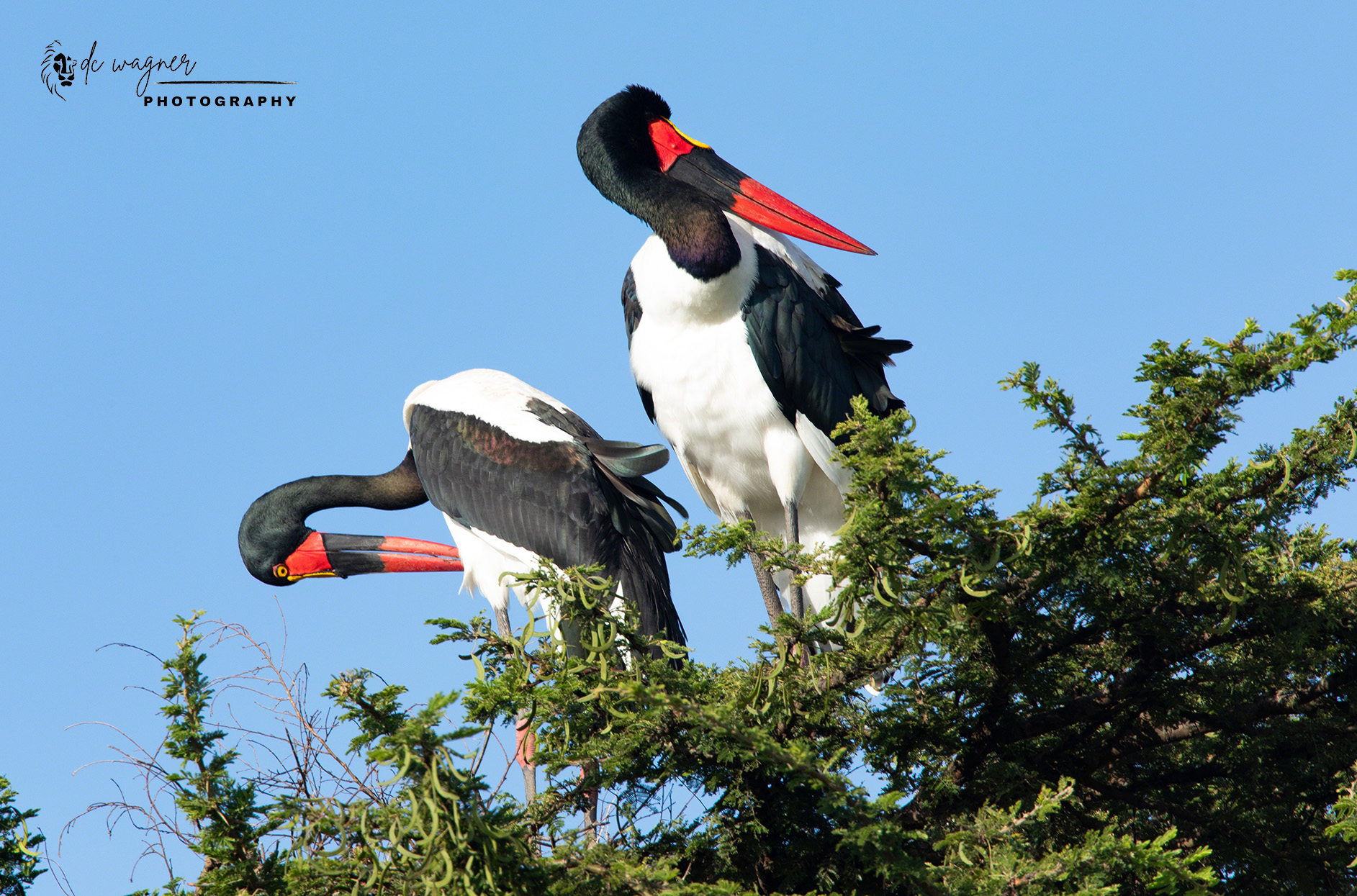Saddle-billed storks on a tree