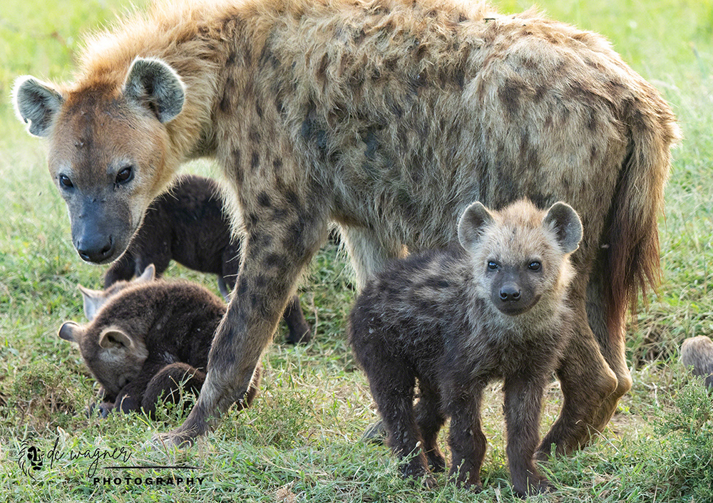 Spotted hyena with pups