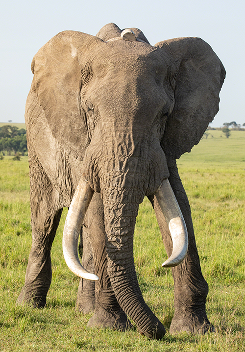 Elephant in Kenya