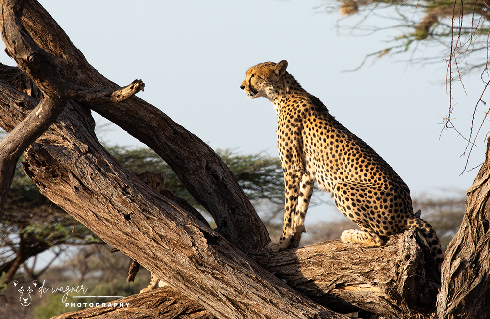 Cheetah in a fallen tree