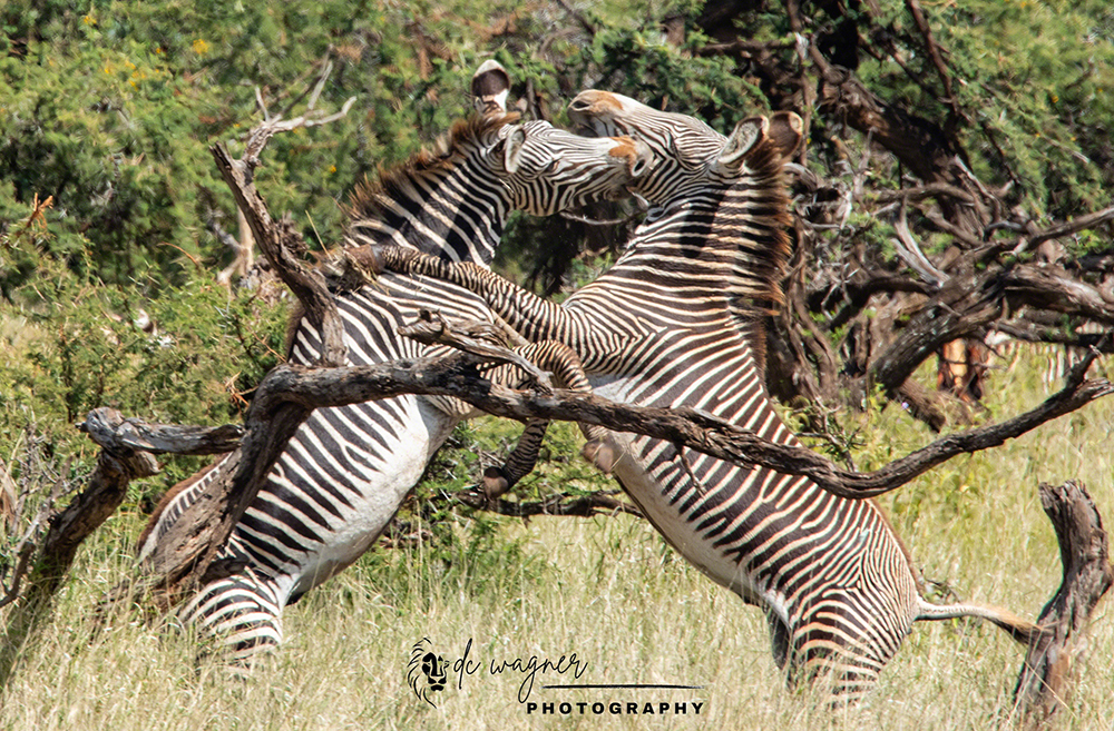Grevy's zebra stallions sparring