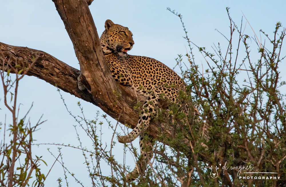 Leopard relaxing in a tree in Samburu