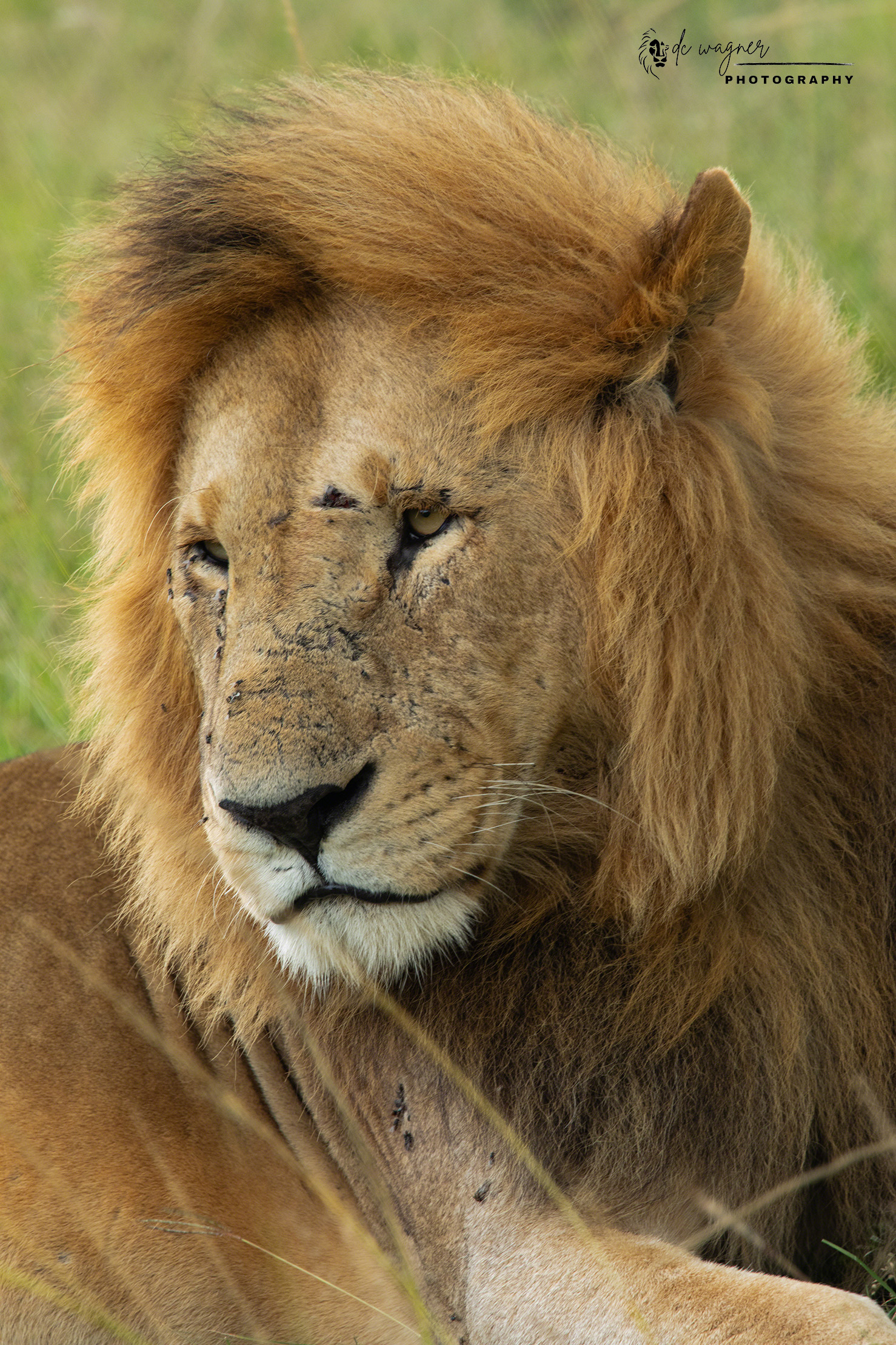 Lion in golden grass, Kenya