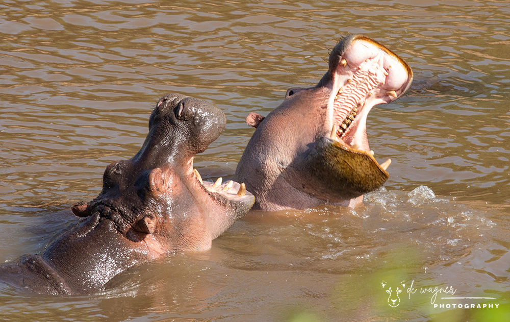 Hippos sparring