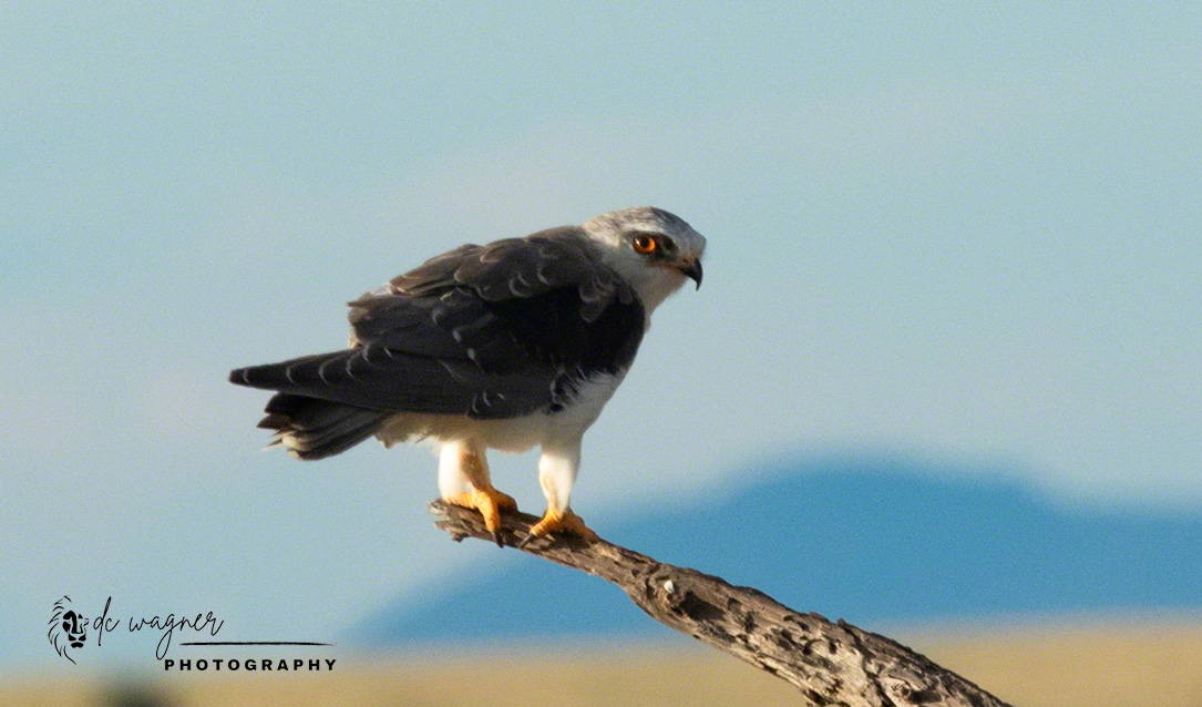 Black-shouldered kite