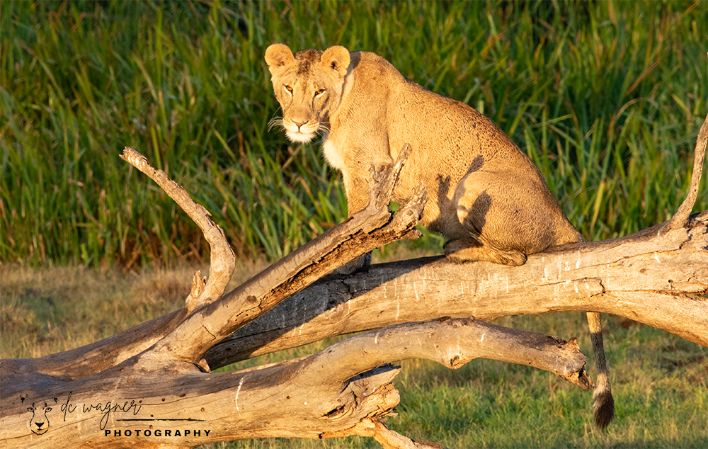 Young lioness in a fallen tree