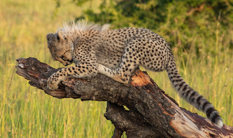 Cheetah cub resting on a log