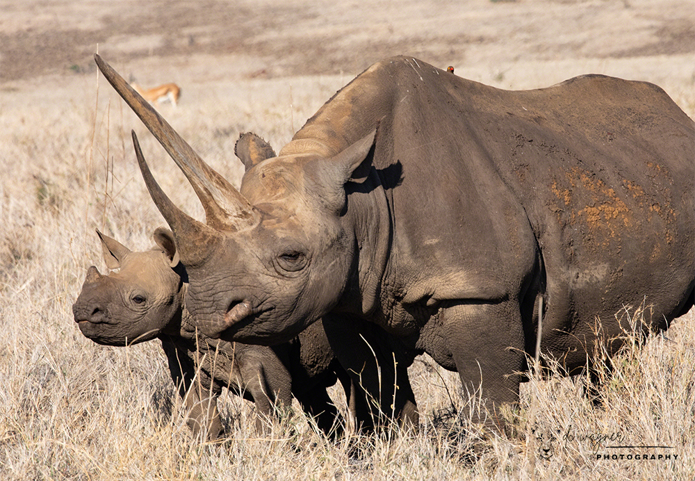 Black rhino and calf