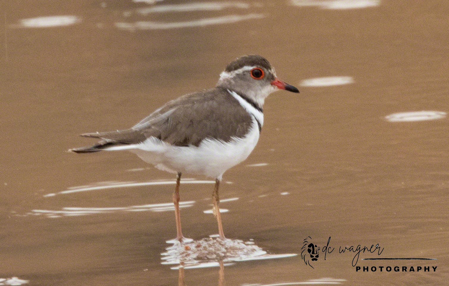 Three-banded plover