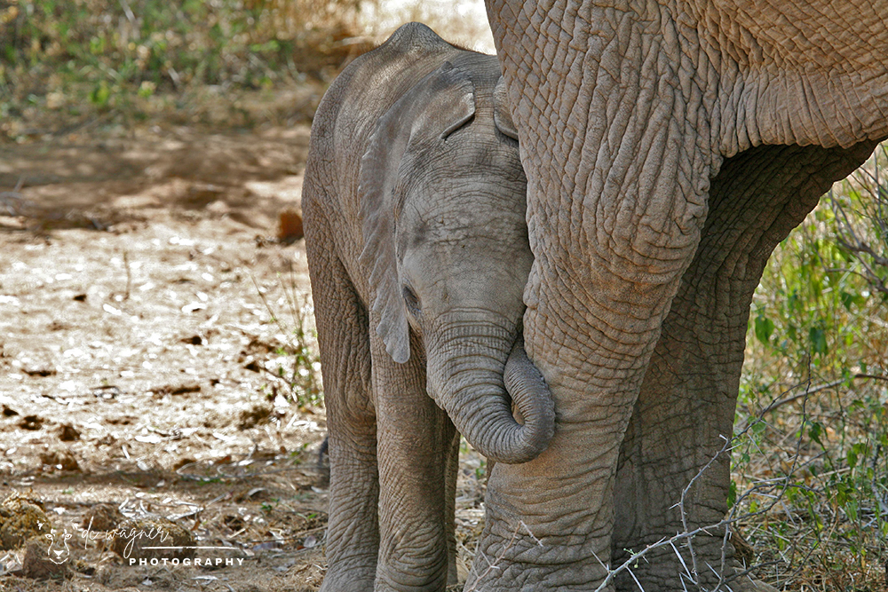 Elephant calf leaning against mum