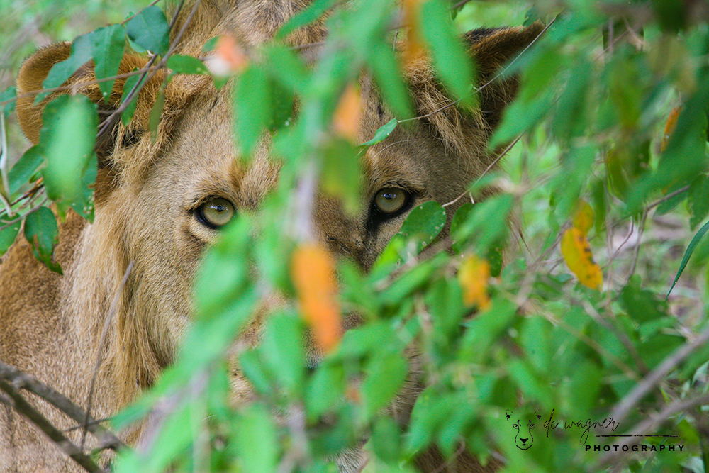 Lion hiding in bushes