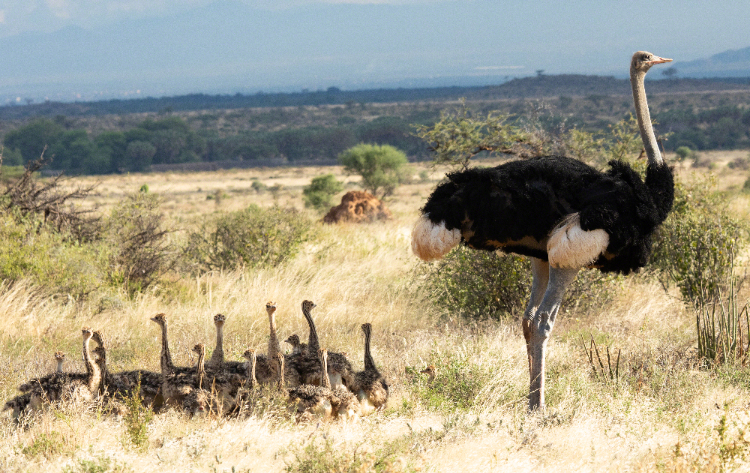 Ostrich with chicks