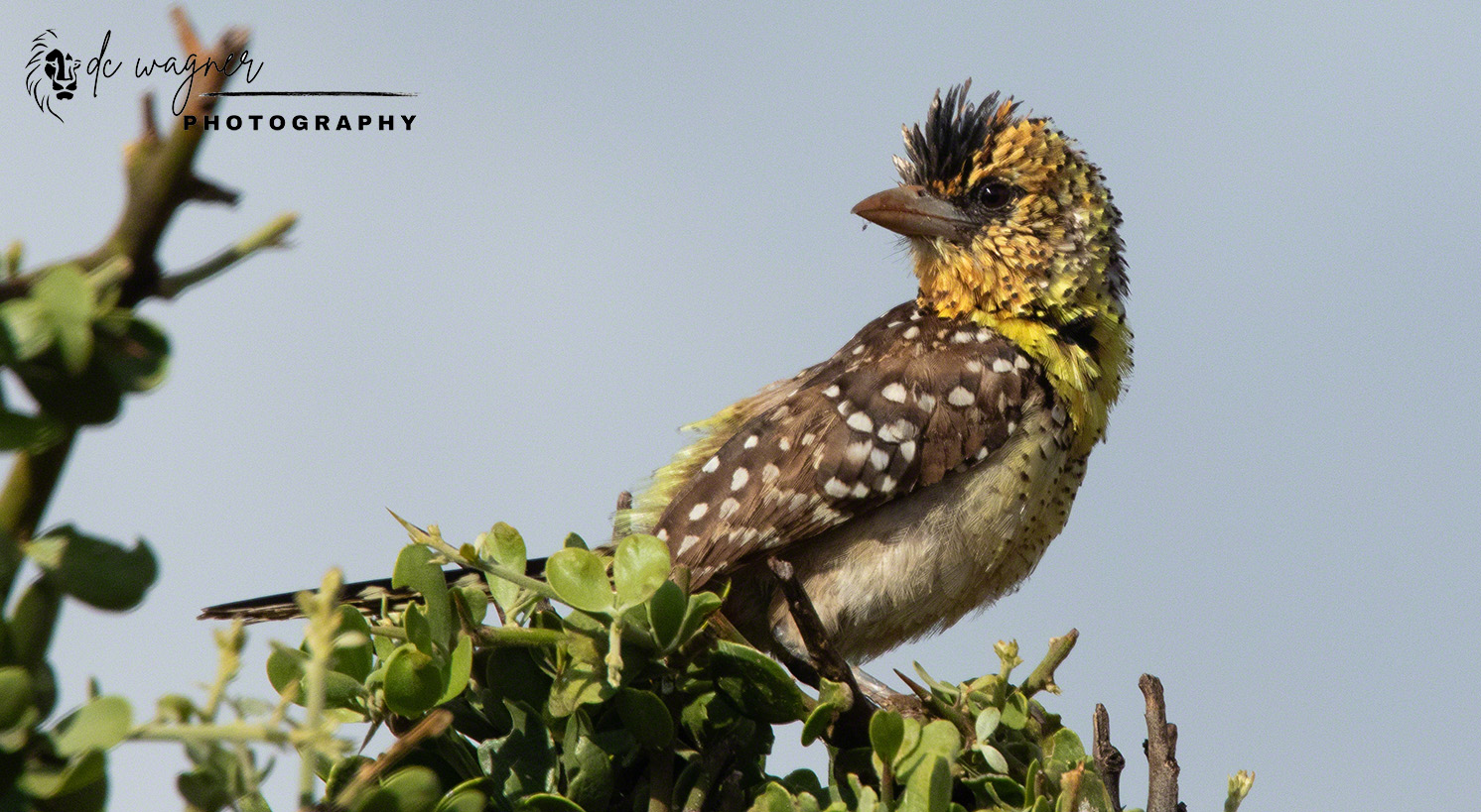 D'Arnaud's barbet