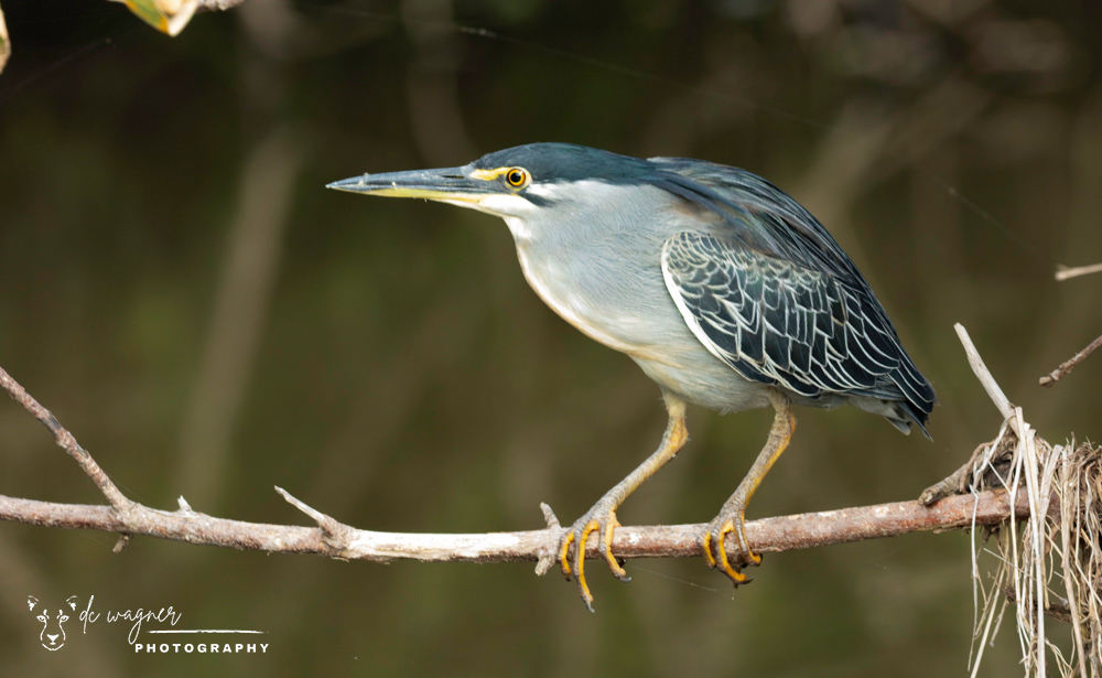 Striated heron