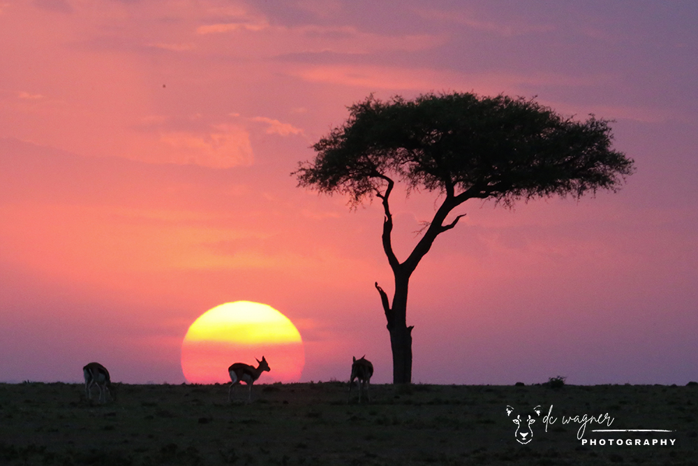 Sunset over the Maasai Mara