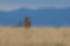 cheetah2.jpg