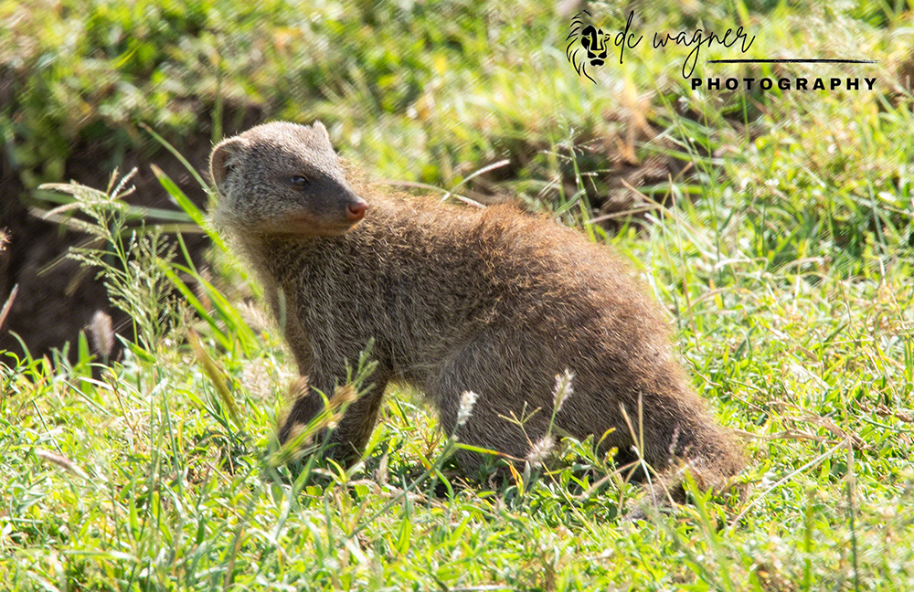 Banded mongoose