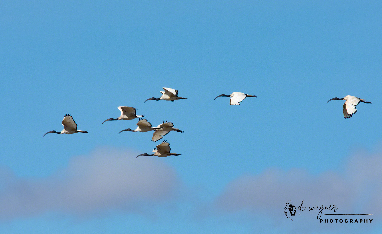 Sacred ibis in flight