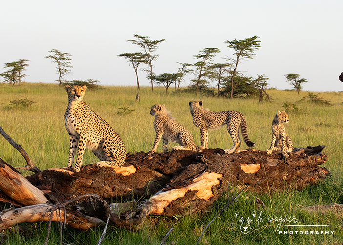 Cheetah with cubs on fallen log