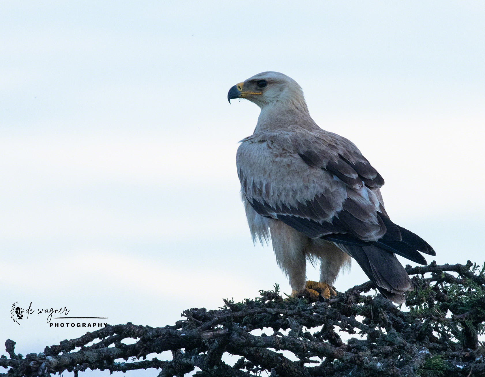 Tawny eagle light morph