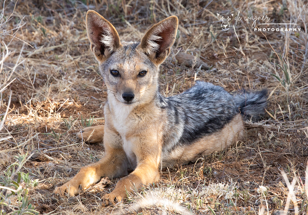 Black-backed jackal resting