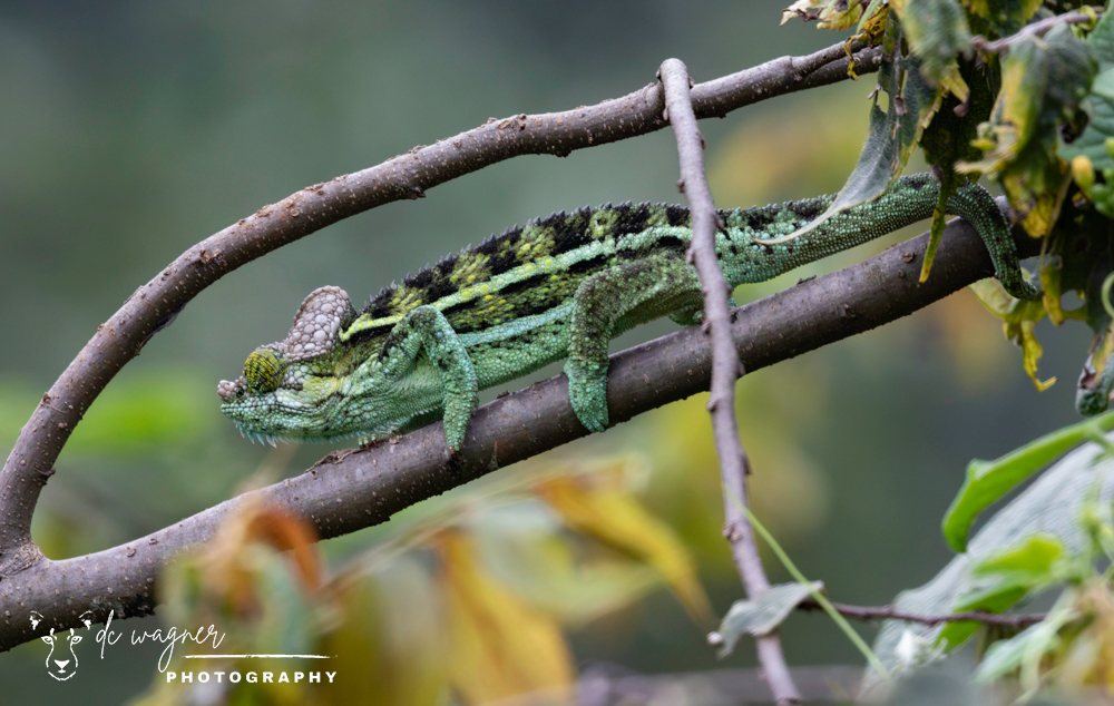 Flap-necked chameleon on branch