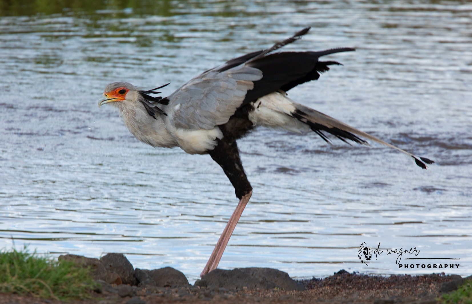 Secretary bird drinking water