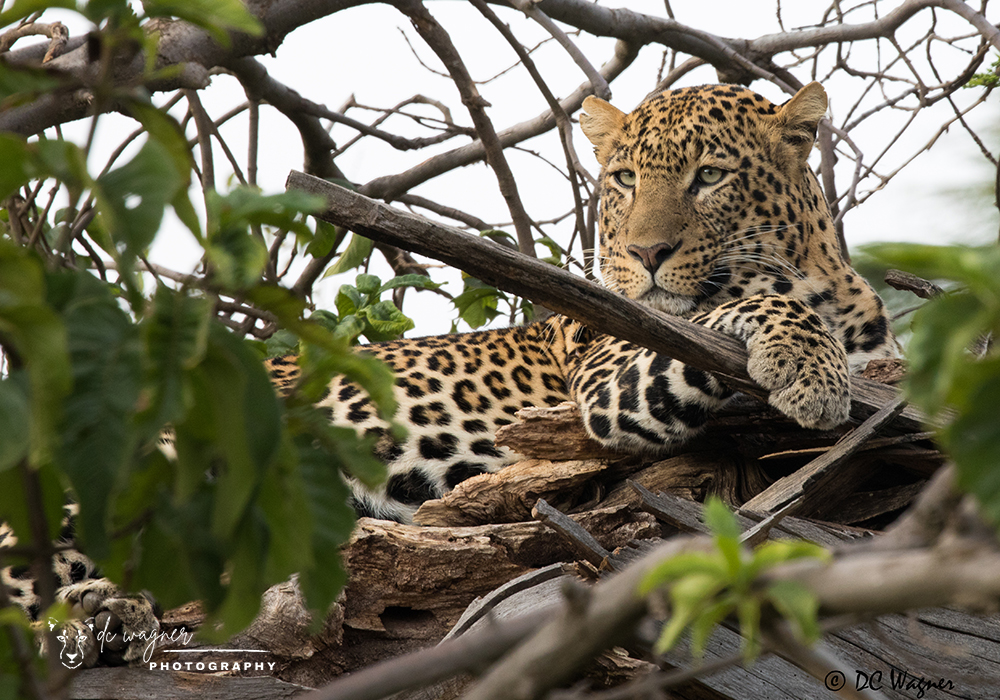 Leopard relaxing in a tree