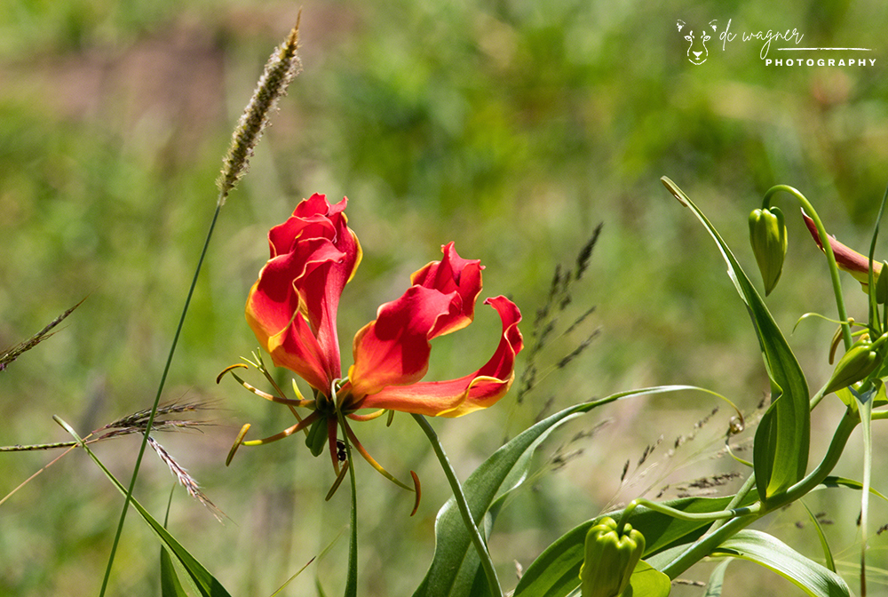 Flame lily in bloom