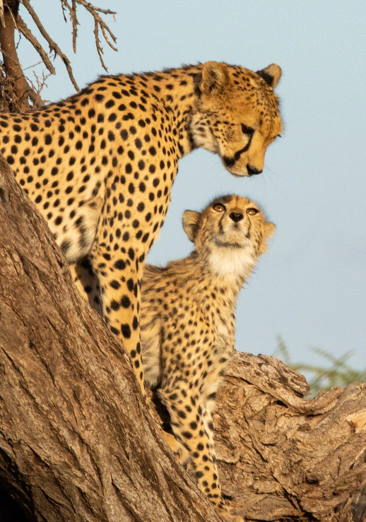 Cheetah mother and cubs