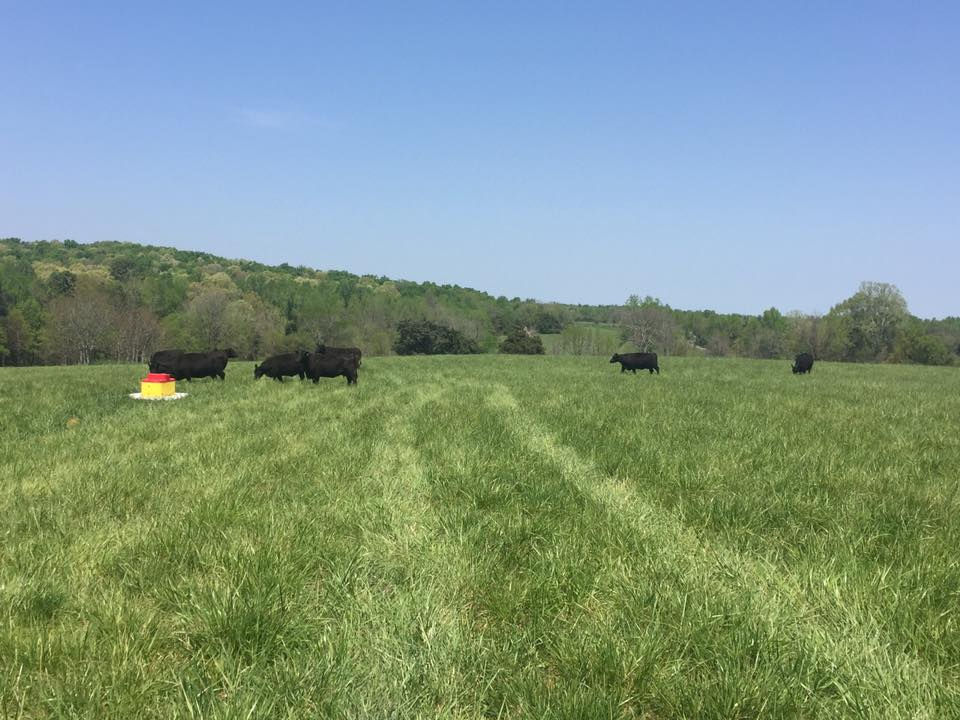 CAttle Farm