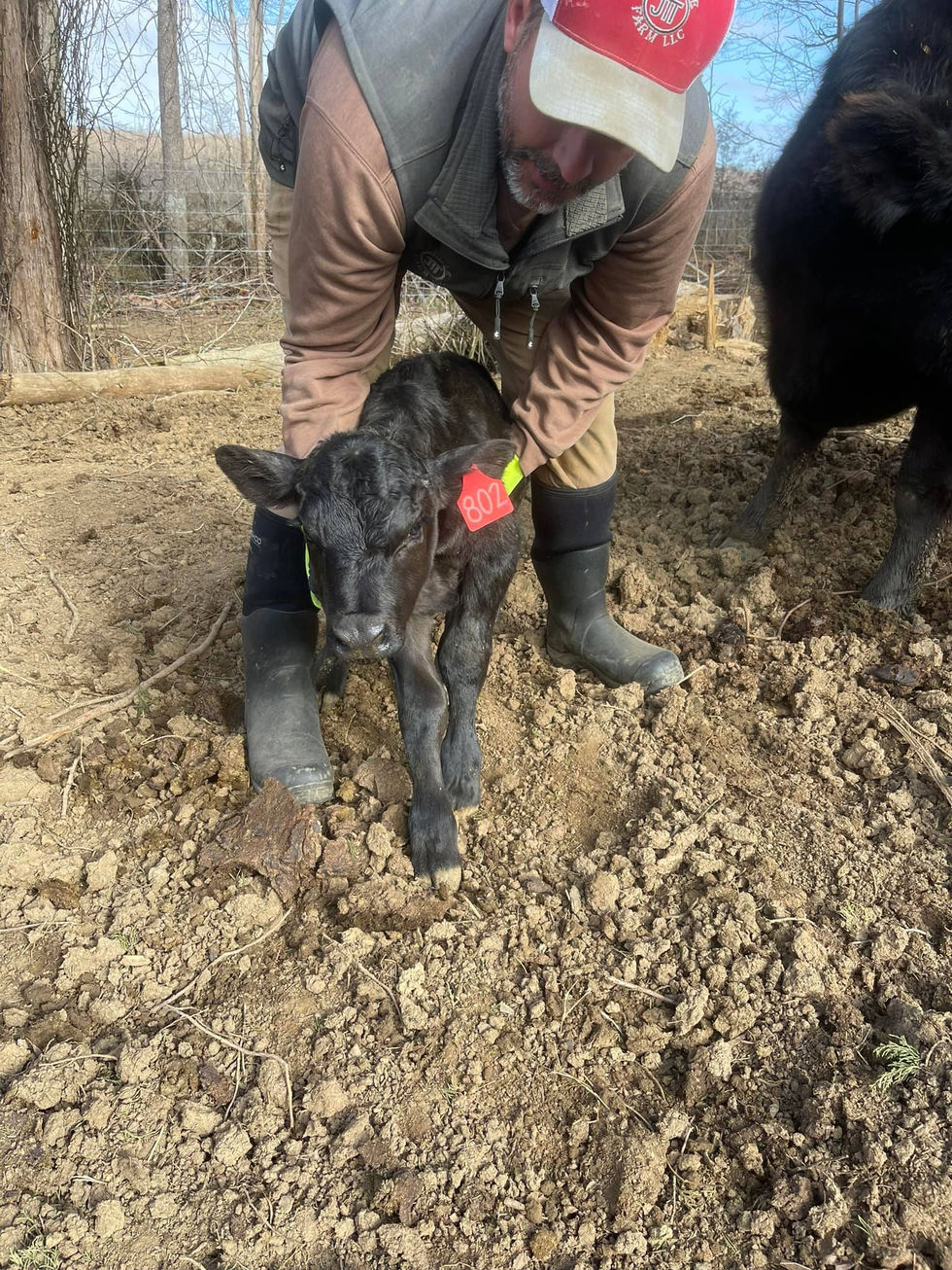 J2 Media Calf