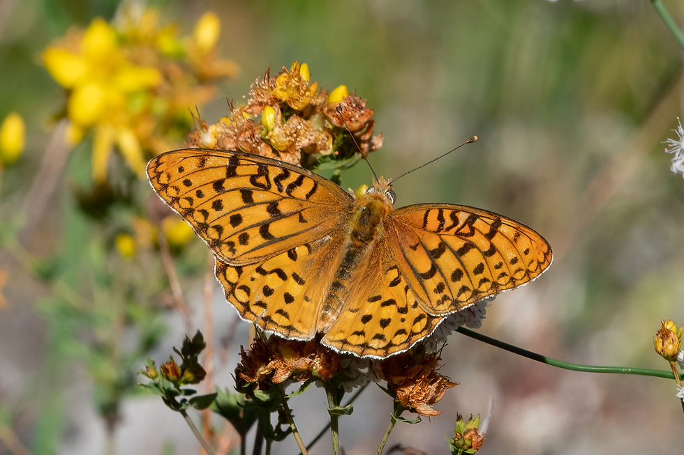 Close-up photo of adult Coronis Fritillary butterfly